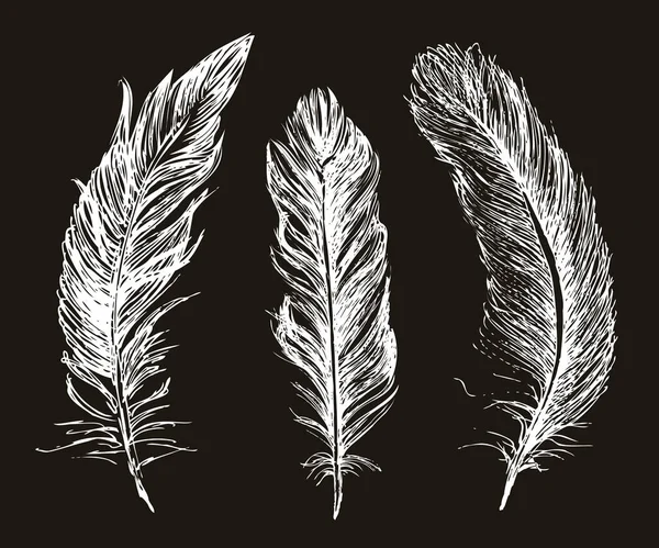 Feather Set Hand Drawn Illustrations — Stock Vector