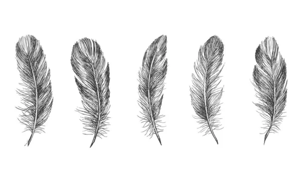 Διάνυσμα Μαύρο Και Άσπρο Μοτίβο Φτερών — Διανυσματικό Αρχείο