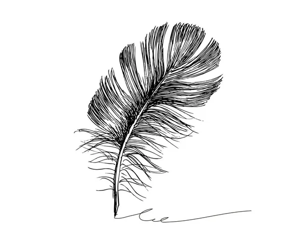 Modèle Plume Noir Blanc Vectoriel — Image vectorielle
