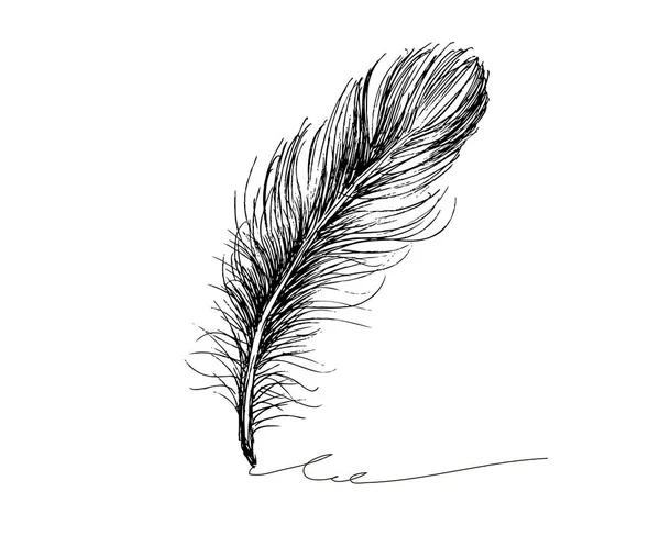 羽毛图案手绘 — 图库矢量图片