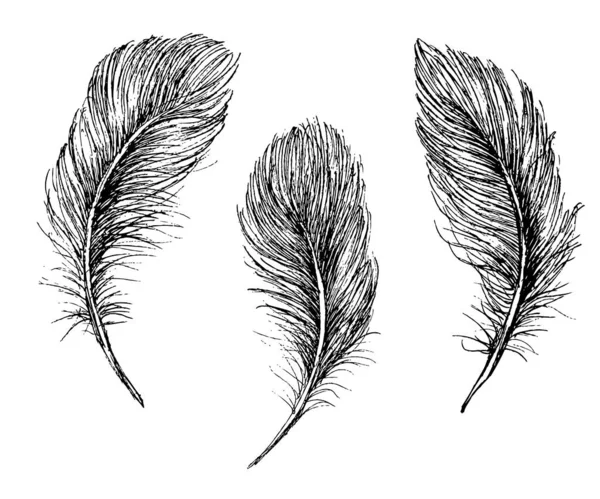 Feather Pattern Tangan Digambar - Stok Vektor