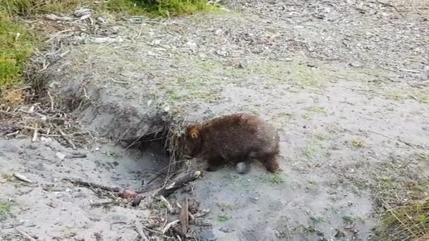 Wombat Στην Άγρια Φύση Περπατώντας Αργά Πίσω Στην Είσοδο Του — Αρχείο Βίντεο