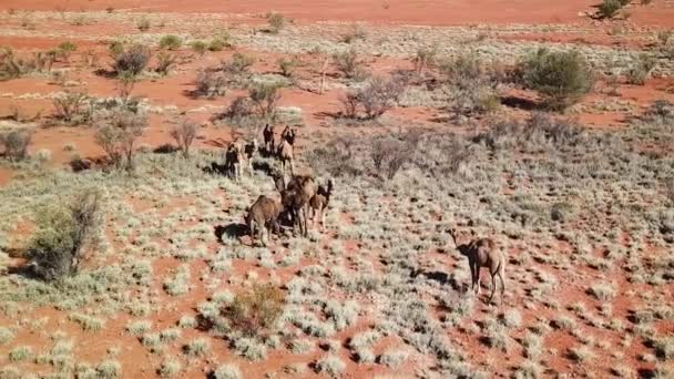 Aerial Grupo Camelos Selvagens Estacionários Deserto Outback Australiano Seco — Vídeo de Stock