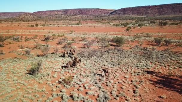 Luchtfoto Kudde Stilstaande Wilde Kamelen Een Droge Australische Outback Woestijn — Stockvideo