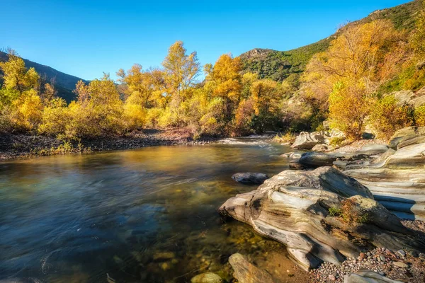 Herbstliches Laub Und Dramatische Felsbrocken Fluss Golo Torrent Cipetto Bei — Stockfoto