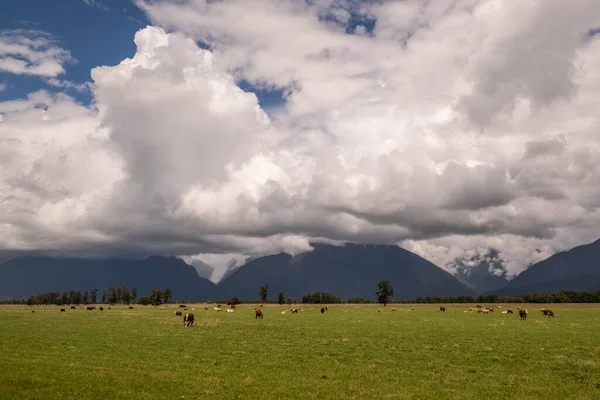 Cows grazing in a field in New Zealand with Fox Glacier appearing beneath the clouds in the distance