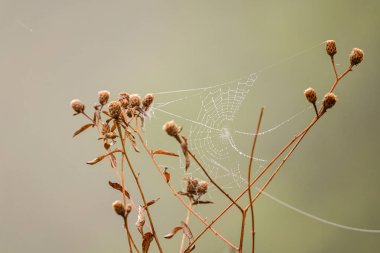 Sabahın köründe sisli bir sabahta bir bitkinin dalları arasında asılı duran örümcek ağındaki çiy tanesi