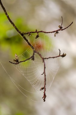 Sabahın köründe sisli bir sabahta bir bitkinin dalları arasında asılı duran örümcek ağındaki çiy tanesi