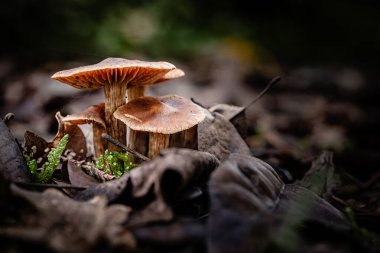 Toprak mantarı, Fransa 'nın Dordogne bölgesindeki bir orman zemininin yaprakları arasında büyüyen bir Cortinar türüdür.