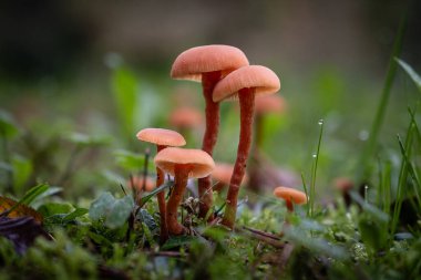 Fransa 'nın Dordogne bölgesinde bir orman zemininin yaprak kalıbında büyüyen yaygın bir laccaria mantarı türü.