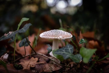 Panter mantarı, Fransa 'nın Dordogne bölgesindeki bir orman zemininin yaprak kalıbında büyüyen bir tür Amanita mantarı.