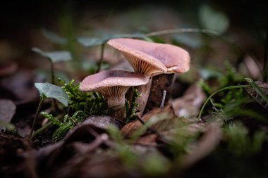 Şekerleme mantarı, Fransa 'nın Dordogne bölgesindeki bir orman zemininin yaprak kalıbında büyüyen bir süt kapağı türüdür.