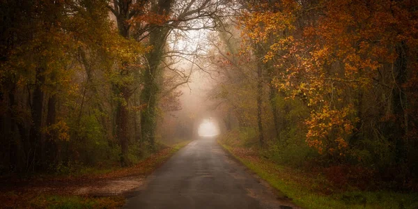 Light at the end of a tunnel passing through an autumnal forest with trees arched over a small road