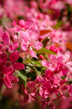 Pembe kiraz çiçeklerinin yakın görüntüsü