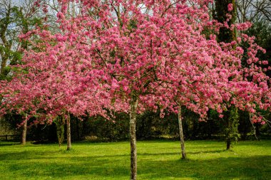 Fransa 'nın Dordogne bölgesindeki bir parkta çiçek açan pembe kiraz ağaçları