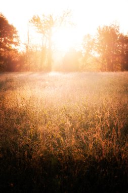 Sabahın erken saatlerinde Fransa 'nın Dordogne bölgesinde çimenleri ve mısırları aydınlatan gün ışığı.