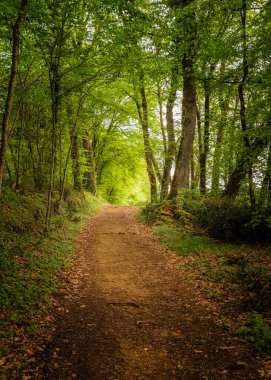 Fransa 'nın Dordogne bölgesinde sabah güneşi tarafından aydınlatılan taze yeşil bahar yapraklarının arasından geçen bir patika.
