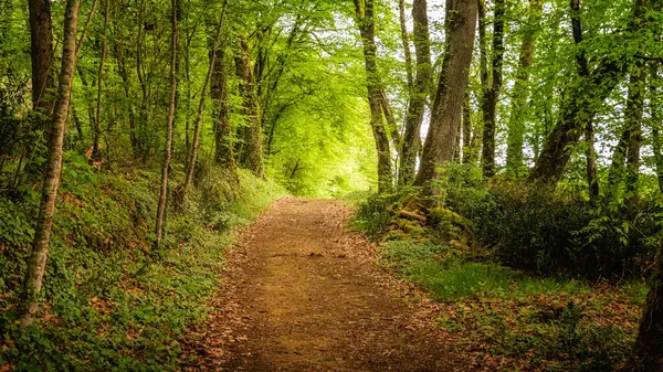 Fransa 'nın Dordogne bölgesinde sabah güneşi tarafından aydınlatılan taze yeşil bahar yapraklarının arasından geçen bir patika.