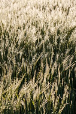 Sabahın erken saatlerinde Fransa 'nın Dordogne bölgesindeki bir tarlada yetişen genç yeşil buğday bitkilerinin üzerine çiğ damlacıklarını aydınlatan güneş ışığını kapatın.