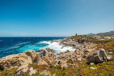 Akdeniz adası Korsika 'nın Balagne bölgesinin kıyısındaki Punta Spano' daki antik Ceneviz kulesinin altındaki kayalara çarpan dalgalı denizler ön planda deniz incirlerinden bir yatakla çarpıyor.