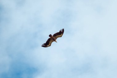 Bir Eurasion Griffon Akbabası (Gyps fulvus) güney batı Fransa 'da Millau üzerinde uçuyor