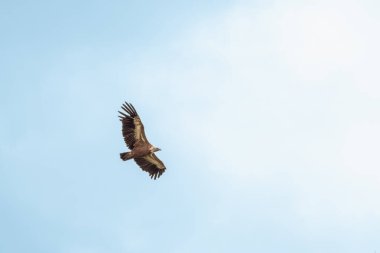 Bir Eurasion Griffon Akbabası (Gyps fulvus) güney batı Fransa 'da Millau üzerinde uçuyor