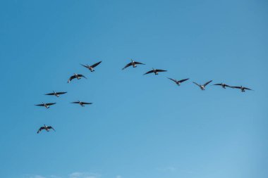 İngiltere, Bedford 'da mavi gökyüzüne karşı uçan 12 Kanada Kazından oluşan bir kama