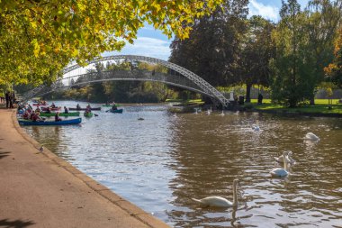 Bedford, İngiltere - 7 Ekim 2024: Bir grup kanocu ve dilsiz kuğu sonbaharda Büyük Ouse Nehri 'nde Bedford, İngiltere' deki asma köprünün yanında