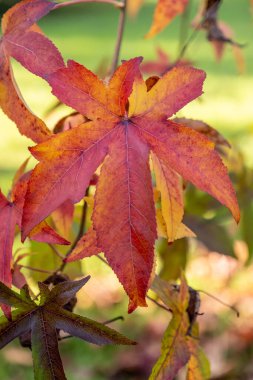 Sunlight on the red and golden autumn leaves of a Liquidamber tree in the Dordogne region of France clipart