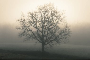 Sis ve siluetle kaplanmış büyük bir ağaç sabah güneşine karşı dondurucu bir kış sabahı bir tarlada tek başına duruyor.