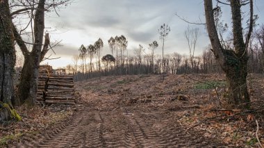 A scene of devastation after loggers cut down and destroyed part of a woodland in the Dordogne region of France clipart