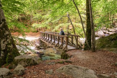 Bir yürüyüşçü, Akdeniz 'in Korsika adası GR20 yolundaki Vizzavona' nın yemyeşil ormanındaki L 'Agnone nehri üzerindeki ahşap bir köprüden geçer.