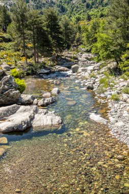 Akdeniz adası Korsika 'daki Albertacce' deki bir çam ormanından geçen kristal berrak Golo nehri