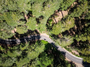 Akdeniz adası Korsika 'nın merkezinde bulunan d' Aitone ormanının çam ormanından geçen yalnız bir motosikletlinin hava görüntüsü.