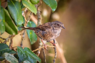 Fransa 'da bir ağacın dalına tünemiş bir Dunnock (Prunella modularis)