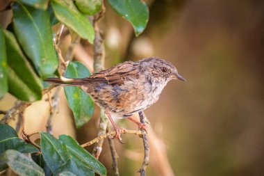 Fransa 'da bir ağacın dalına tünemiş bir Dunnock (Prunella modularis)