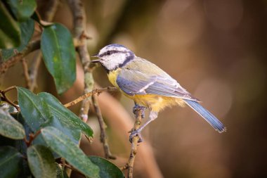 A Blue Tit (Cyanistes caeruleus) with beak open perched on the branch of a tree in France