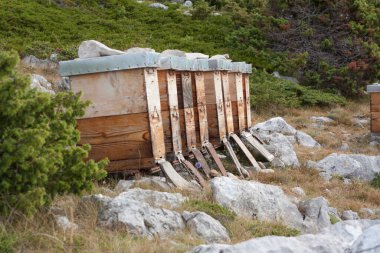 Arı kovanına sahip arı çiftliği tatlı yemek fotoğrafı