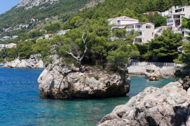 brela croatia symbol tree and stone photo