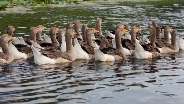 Domestic Geese Swim Water Flock White Beautiful Geese River Animal — Stock Photo, Image