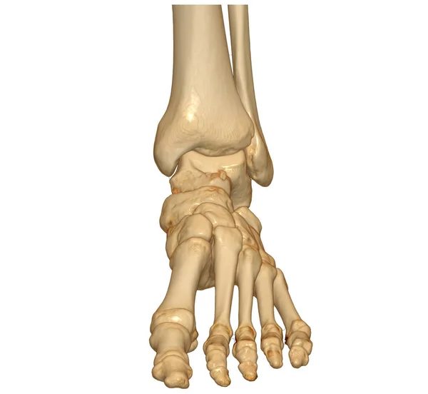 白い背景に隔離された足の骨の3Dレンダリング クリッピングパス — ストック写真