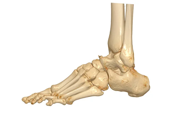 在白色背景下分离的足骨的三维绘制 收割路径 — 图库照片