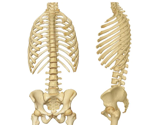 Tomografia Całego Kręgosłupa Renderowania Pokazująca Profil Ludzkiego Kręgosłupa Układ Mięśniowo — Zdjęcie stockowe