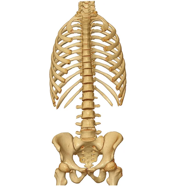 Teljes Gerinc Renderelésének Emberi Gerincprofilt Mutat Csont Izomrendszer Emberi Teste — Stock Fotó