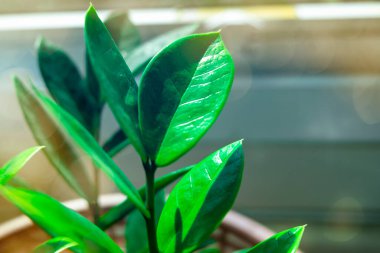 Yazın bahçedeki yeşil yaprak doğası. Doğal yeşil yapraklar bitkileri bahar arkaplanı olarak kullanır. Çevre çevresi ya da yeşillik duvar kağıdı.