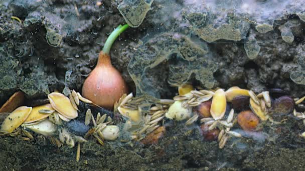 蔬菜种子腐烂发霉有机土壤层腐烂的昆虫和细菌在土壤中的腐烂分解宏观封闭的4K — 图库视频影像