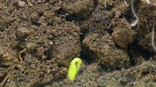 土壌の地下で成長する植物の根 時間の経過根の動き根の腐敗種子の白い色の根だけが腐敗します 有機植物の成長 — ストック動画