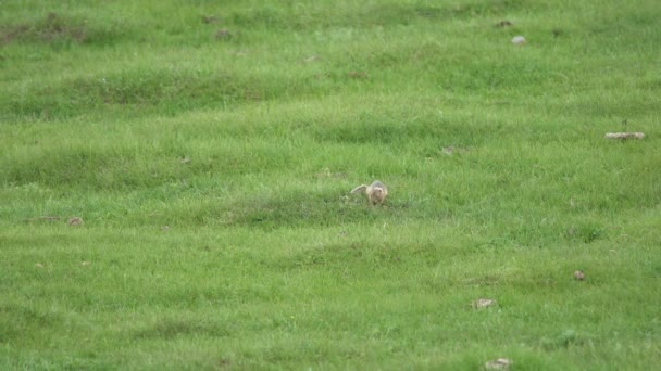 Marmota Real Prado Cubierto Hierba Fresca Verde Sciuridae Roedor Animal — Vídeo de stock