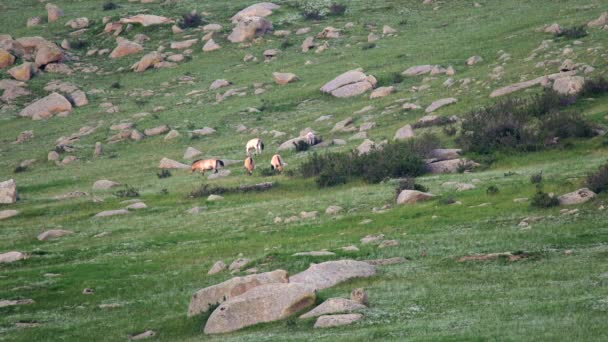 Caballos Przewalski Hábitat Natural Real Las Montañas Mongolia Equus Ferus — Vídeo de stock
