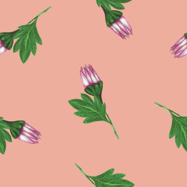 Kasımpatı Çiçeği Kusursuz Desen. Açık Pembe Arkaplan Üzerine El Çizimi Çiçek Dijital Kağıdı.